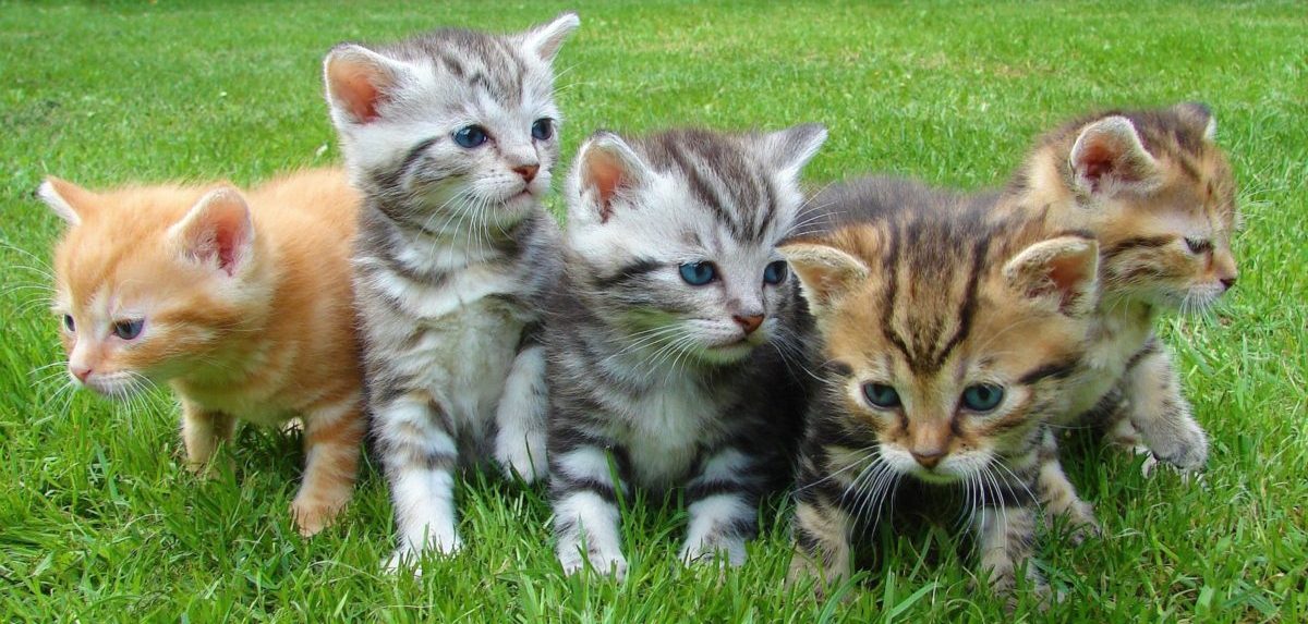 A litter of kittens in grass.