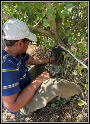 A student installing a camera trap around a tree.
