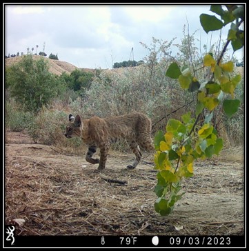 a camera shot of a bobcat