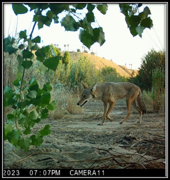 a camera shot of a coyote