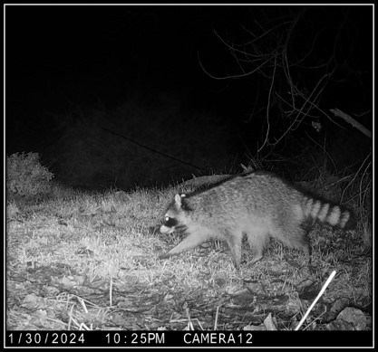 a camera shot of a racoon